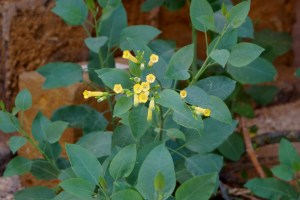 nicotiana glauca (1) (1200 x 800)